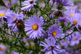 Bouquet d'Asters