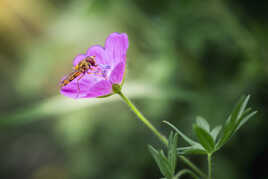Baiser de pollen