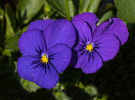 duo pensées violettes