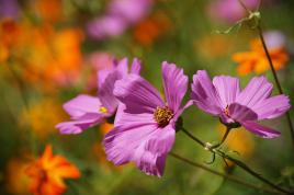 Les couleurs de printemps