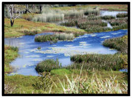 Eubenangee Swamp Cairns