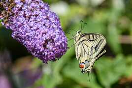 Le Machaon