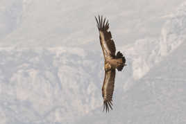 Quand tu "joues" avec le fauve.