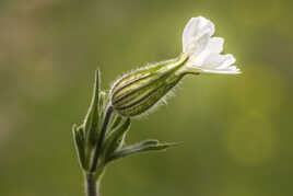 Compagnon-blanc