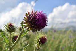 Chardons en Champsaur