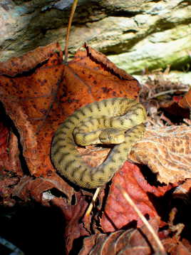 Viper aspic du Bugey(01)