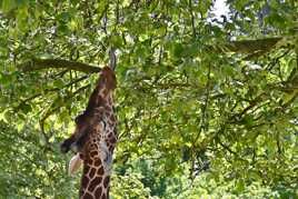 Plus elles son hautes meilleures elles sont