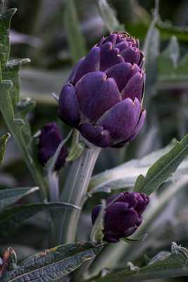 Un Artichaut et ses petits