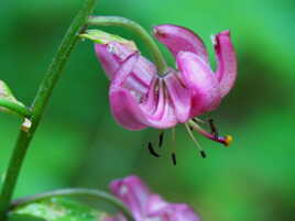 Lys Martagon