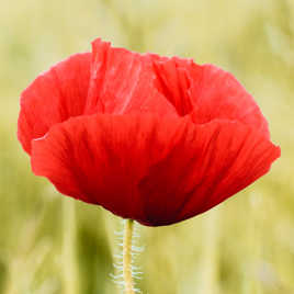 coquelicot