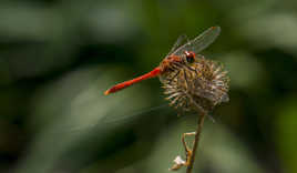 Libellule rouge