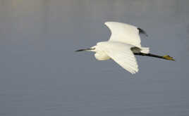 AIGRETTE