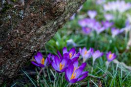 crocus à l'abri