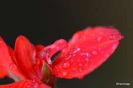 Geranium en pleurs