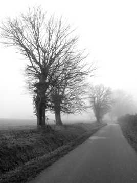 Chemin de brume