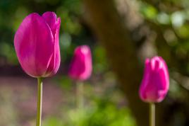 Les tulipes