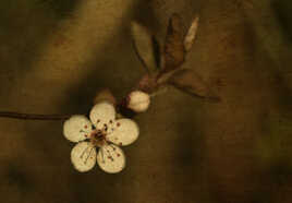 Les 5 pétales et le bourgeon