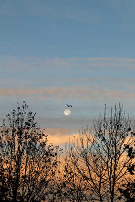 Coucher de lune