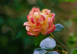 " Mon amie la rose ... "