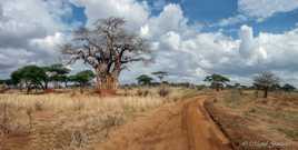 Serengeti Tanzanie