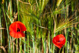 Fleurs des Champs