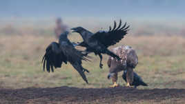 Crow fighting