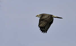 BUSE VARIABLE