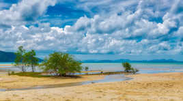 Végétation au bord de l'eau