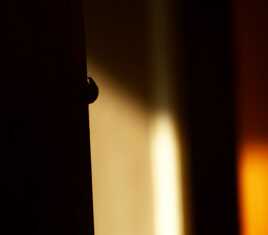 Une coccinelle à l'ombre