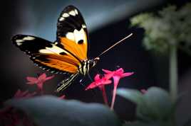 papillon