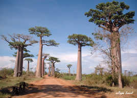 Allée des Baobabs