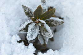 Rhododendron dans la Neige