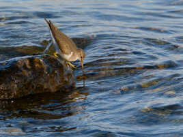 Bec dans l'eau (presque)