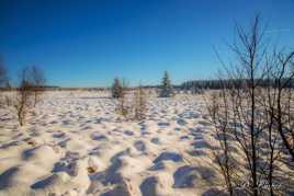 La Fagne sous la neige. 11