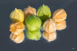 Physalis