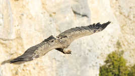 Au plus près du fauve.