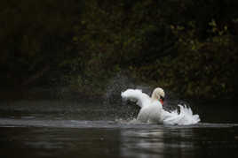 Chorégraphie du cygne