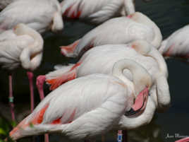 Ne pas déranger... sieste