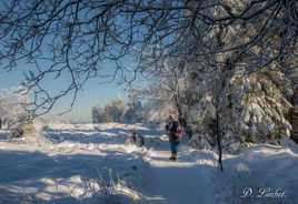 La Fagne sous la neige. 6