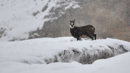 En montagne l'hiver n'a pas dit son dernier mot II