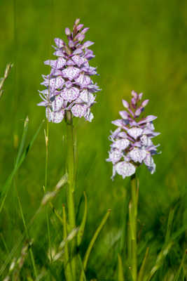 Orchis tacheté
