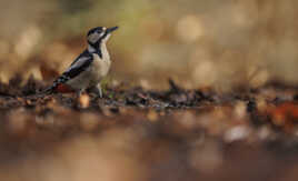 Vivement le printemps