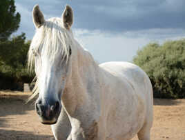 Cheval Camarguais