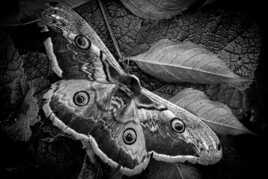 La délicatesse d un papllon de nuit