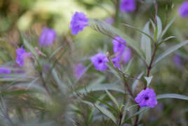 fleurs de bouillante