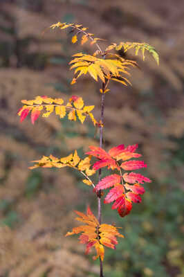 Couleurs d'automne 3