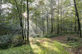 A travers la forêt