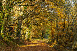 Le chemin ensoleillé