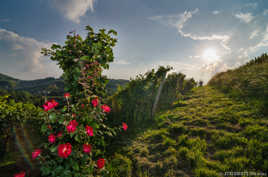 Dans les vignes