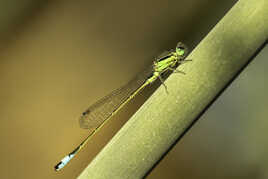 Agrion